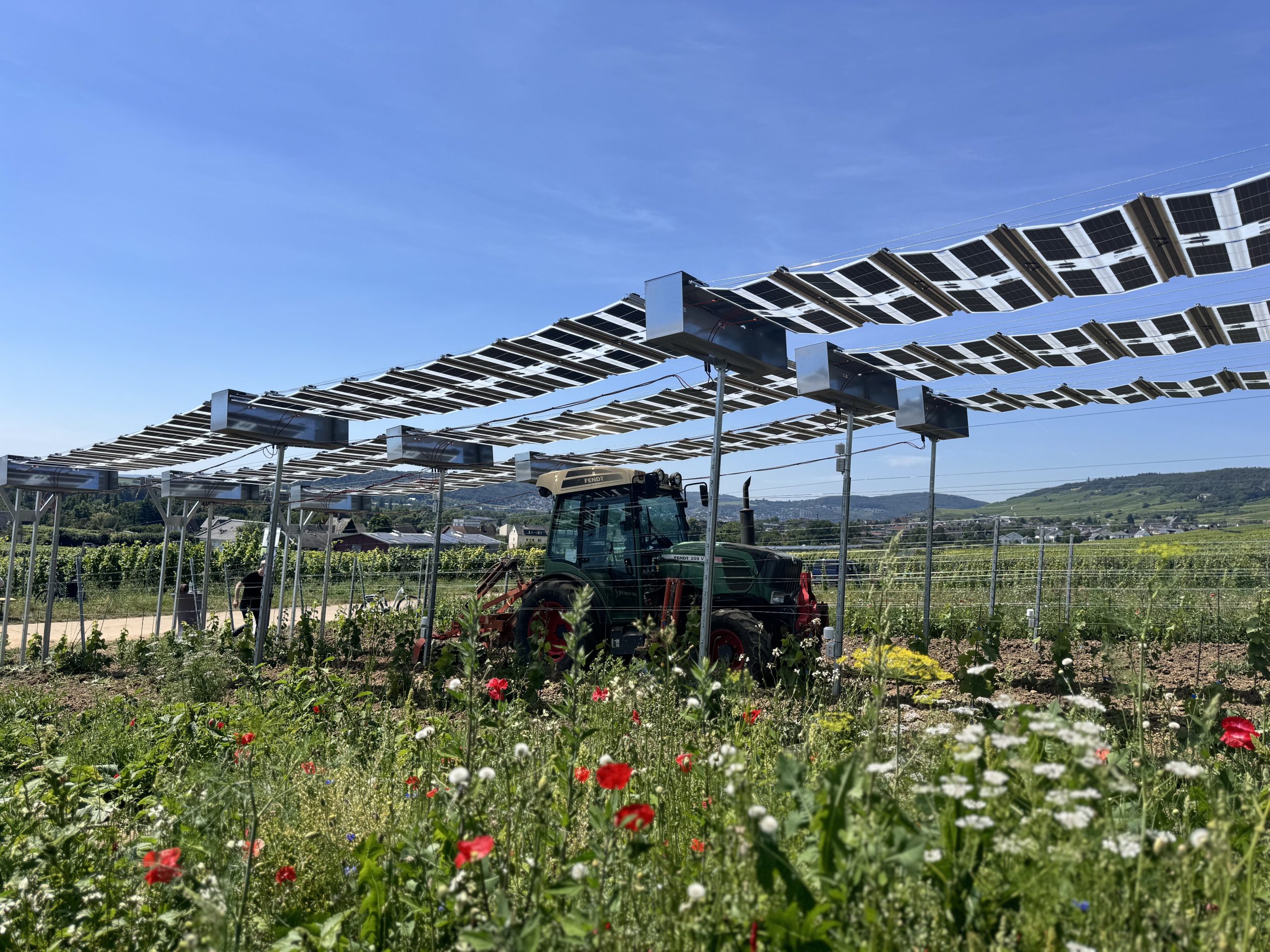 Üzüm bağlarında güneş enerjisi: Verim ve elektrik bir arada